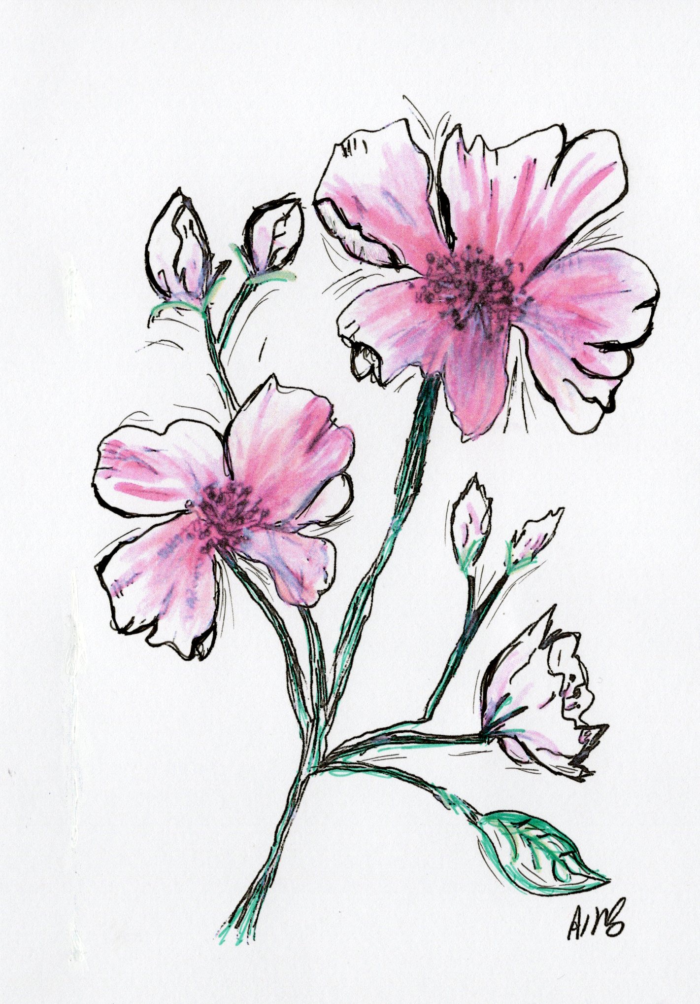 Pink Cosmos art card pack cover