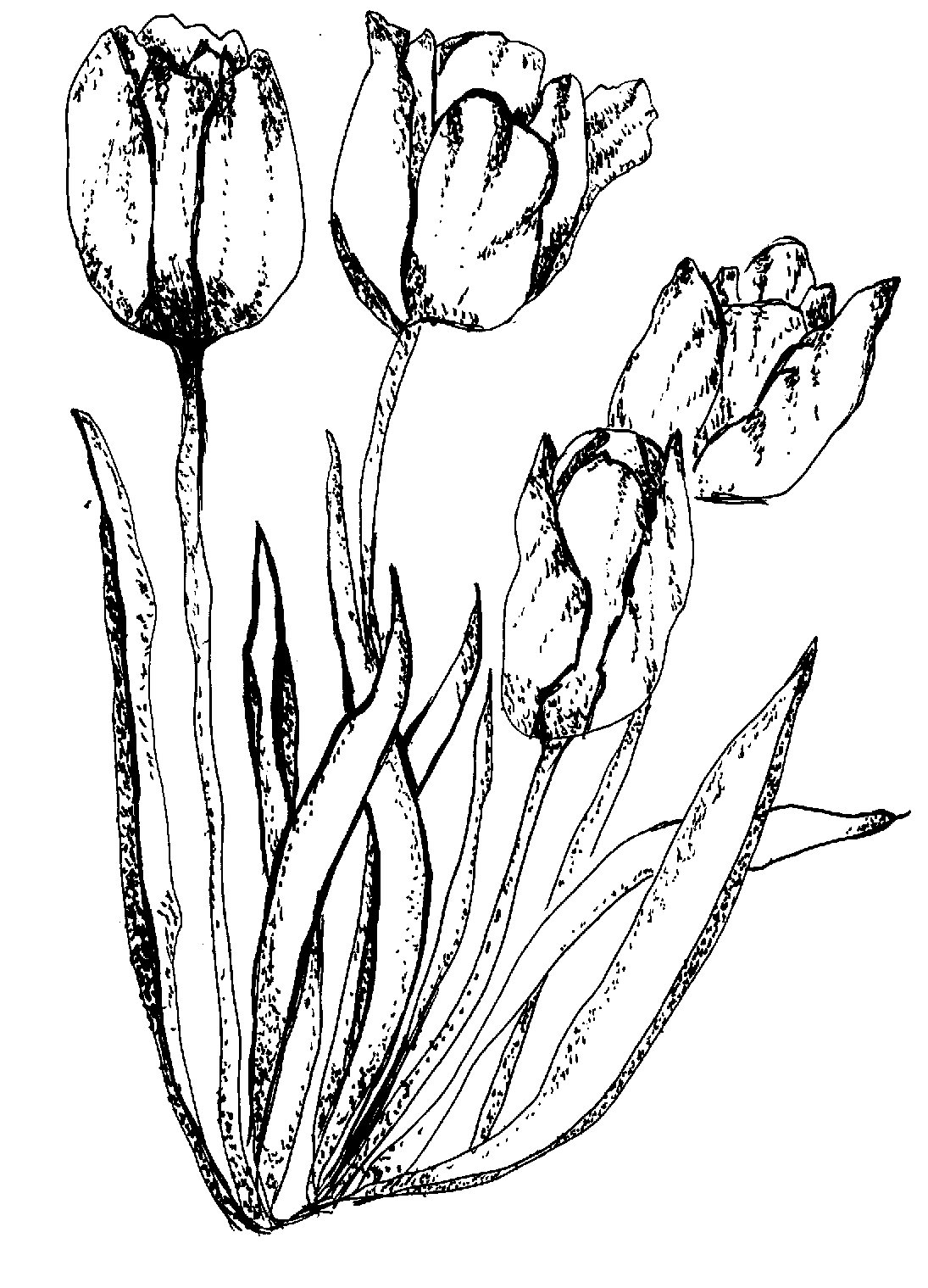 Tulip Study art card pack cover
