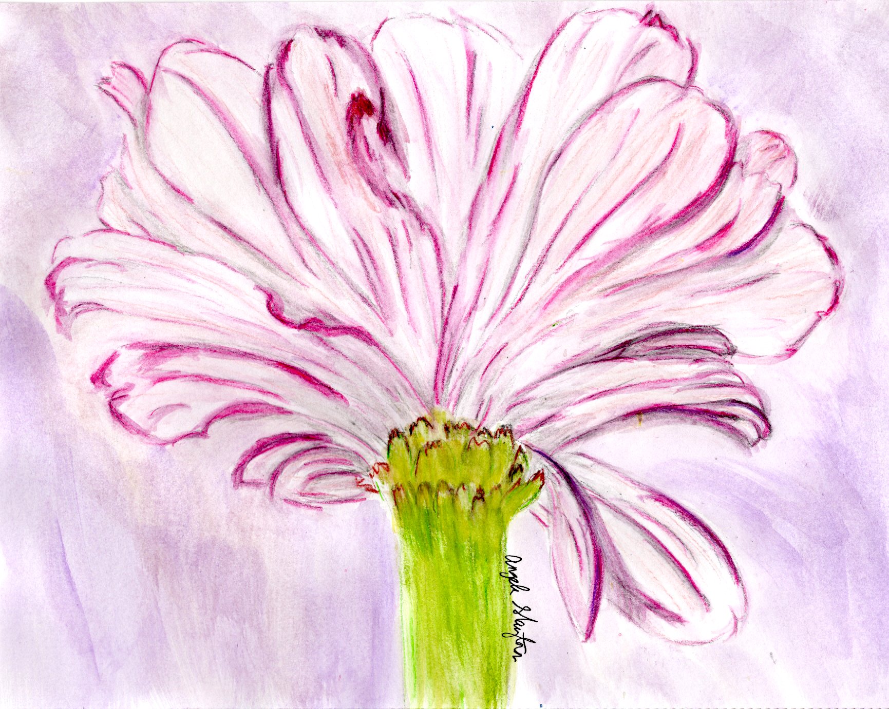 Blush Zinnia art card pack cover